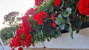 Finca Sa Cova de Mallorca في سينييس: حفنة من الزهور الحمراء في النباتات البيضاء