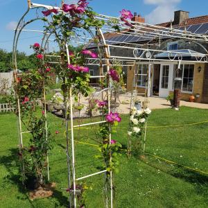 a garden with roses growing on a pergola at The Old Sun private cottage in Frome