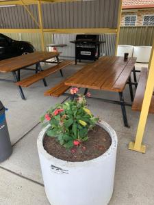 a pot with flowers in it next to a picnic table at Angel's Rest Motel in Moree