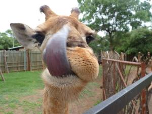 een giraf die zijn tong uitsteekt over een hek bij Sondela Nature Reserve & Spa Chalets in Bela-Bela