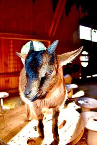 ホテルの敷地内または近くにいる動物