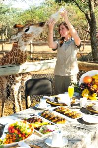 a woman feeding a giraffe at a table with food at Sondela Nature Reserve & Spa Moselesele Tents in Bela-Bela