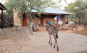 a group of zebras and a sheep in a courtyard at Sondela Nature Reserve & Spa Makhato Lodges in Bela-Bela