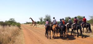 a group of people riding horses on a dirt road with a giraffe at Sondela Nature Reserve & Spa Makhato Lodges in Bela-Bela