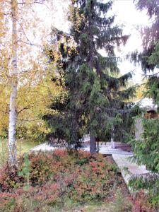 a large pine tree in a park with trees at Scandinavian Dream Cottages Vikajarvi- Rovaniemi in Vikajärvi