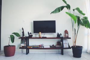 a living room with two potted plants and a television at Paradise Hostel e Suítes in Itatiaia
