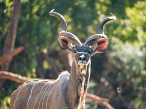 a gazelle with long horns is looking at the camera at Lindani Game and Lodges in Vaalwater