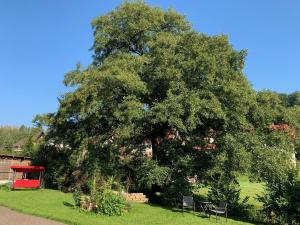 a large tree in the middle of a field at Ferienwohnung am Rennsteig bei Eisenach - Ilona Schmidt in Wolfsburg-Unkeroda