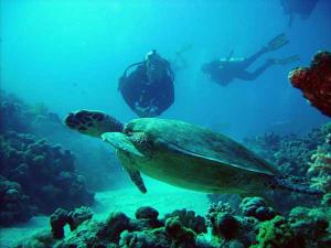 uma tartaruga a nadar no oceano ao lado de um mergulhador em EROS Maisonette in Latchi area just 700 meters or one-minute drive from Polis Municipal Beach em Lachi