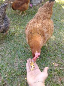 Animais in lodge ou nos arredores