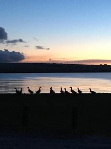um grupo de pássaros sentados na praia ao pôr do sol em The Sands Hotel, Orkney em Burray Village