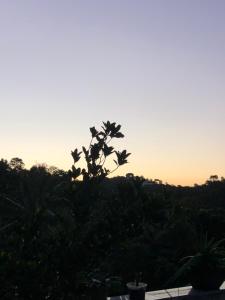 una silueta de un árbol con la puesta de sol en el fondo en Pousada Lagoa Flat, en Morro de São Paulo