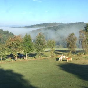 dos caballos pastando en un campo con niebla en el fondo en Ferienwohnung Familie Heite, en Olpe