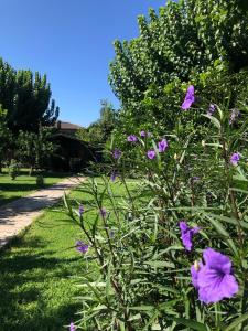 a bush with purple flowers next to a sidewalk at Ozge Bungalow Hotel in Cıralı