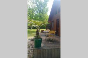une terrasse en bois avec une table et un palmier dans l'établissement Chalet en forêt, brame du cerf, à Valpuiseaux