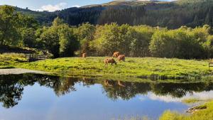 a group of animals grazing in a field next to a lake at Cabins at Old Pier House in Fort Augustus