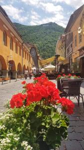 a bunch of red flowers in a pot on a street at Duplex Marquis in Braşov