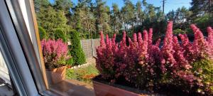 un ramo de flores rosas en un jardín en Dom Na Skarpie - Ucieczka Na Wieś - Kominek, en Drążek