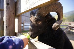 Loomad apartemendi aladel või selle läheduses
