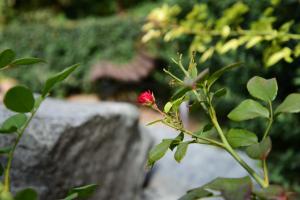 ヴォルゴグラードにあるゲストハウス シュターマンの緑葉植物の赤花