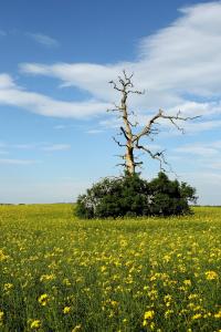 Naturlandschaft in der Nähe der Ferienwohnung