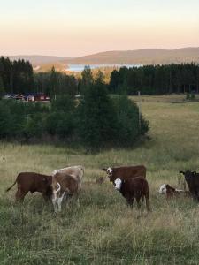 Loomad puhkemaja aladel või selle läheduses