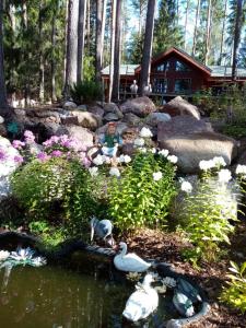 Holiday Park Lesnaya Skazka في فيبورغ: مجموعة من البجعات في بركة في حديقة