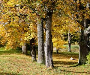 een rij bomen in een park met bladeren op de grond bij Brīvdienu māja Dukāti in Cesvaine