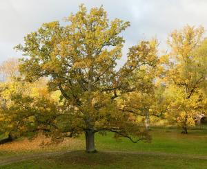 a tree with yellow leaves on it in a field at Brīvdienu māja Dukāti in Cesvaine