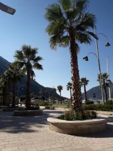 a group of palm trees in a park with mountains at Apartments Montenegro Risan Čučković in Risan