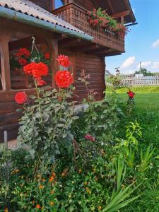 Zahrada ubytování Cabanele FloriCrin - Cabana 2