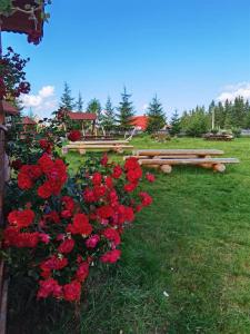 Zahrada ubytování Cabanele FloriCrin - Cabana 2