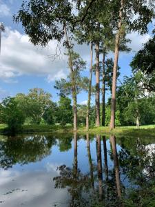 un grupo de árboles reflejados en un lago en Happy Goat Retreat en Willis