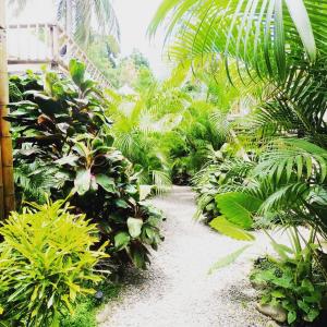 a path through a tropical garden with plants at Glamping Due Amici Restobar in Palomino +8 photos