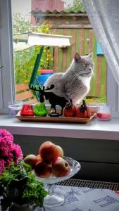 ヴァルダイにあるLosiniy Tupichokの果物の横の窓枠に座る猫
