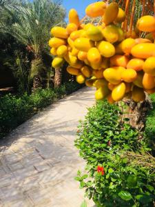 Riad le Jasmin外面的花园