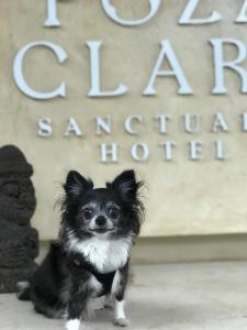 a small black and white dog sitting in front of a sign at Poza Clara Sanctuary in Bacalar