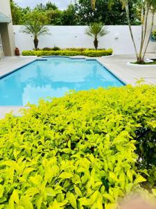朵索巴的住宿－Casa Tonsupa Club del Pacifico，蓝色的游泳池周围种有绿色植物