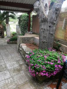 a flower bed with pink flowers next to a tree at Apartments Elena & Damir in Vis