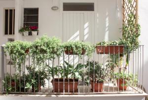 バーリにあるPutignani 178の家の鉢植えバルコニー