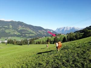 una mucca in piedi in un campo con un frisbee di Landhaus Vötter a Sankt Johann im Pongau