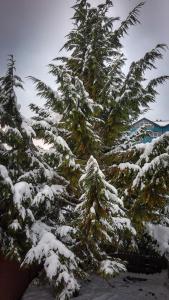 a tree covered in snow next to a building at Antarctica Hostel in Ushuaia