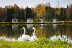 two white swans swimming in a lake with trees at Grand Hotel & Spa Aristokrat Kostroma in Kostroma