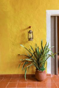 a plant in a pot next to a yellow wall with a light at Hacienda San Miguel Yucatan in Valladolid