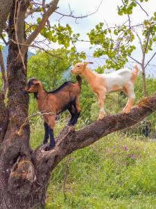 two goats standing on top of a tree branch at Ninemia Stay and Play in Karpenision