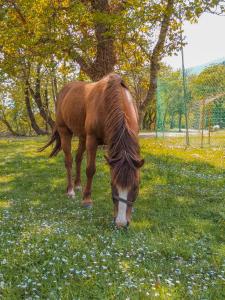 a brown horse grazing in a field of grass at Ninemia Stay and Play in Karpenisi +93 photos