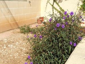 krzak z fioletowymi kwiatami obok budynku w obiekcie Dynesty B&B w mieście Birżebbuġa