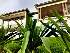 聖約翰斯港的住宿－Uzuri Lifestyle，房屋前的绿色植物