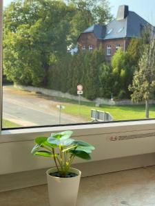 a plant in a pot sitting in a window at NEW beautiful place in the village near Leipzig in Elsteraue