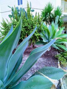 A garden outside Apartamento Gasparot